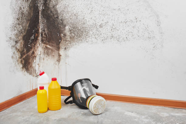 Best Attic Mold Removal  in Eddington, PA